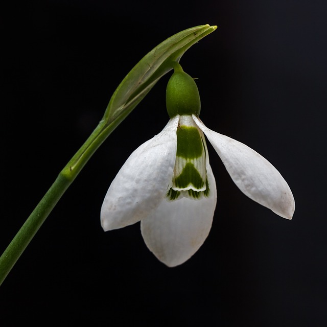 snowdrop-650894_640 (1)
