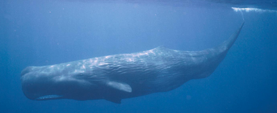 Screen Shot 2019-04-03 at 16.26.48