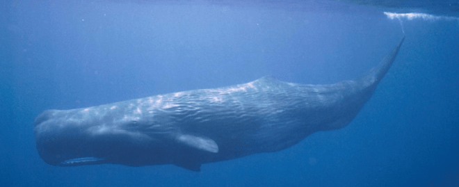 Screen Shot 2019-04-03 at 16.26.48